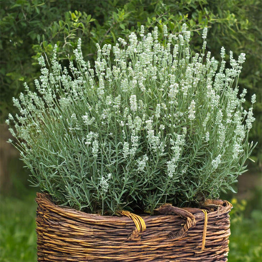 Lavandula angustifolia 'BeeZee White'