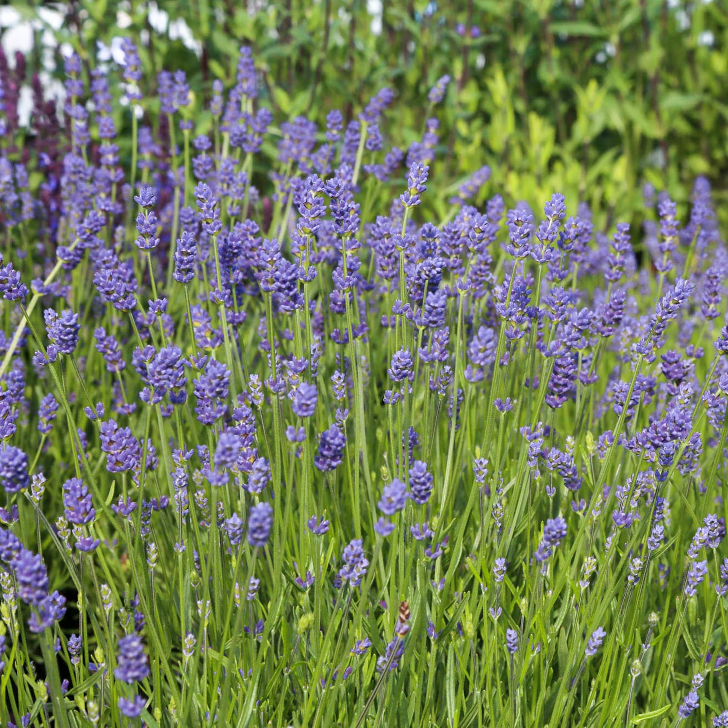 lavender essence plant Lavandula angustifolia 'Essence Purple'