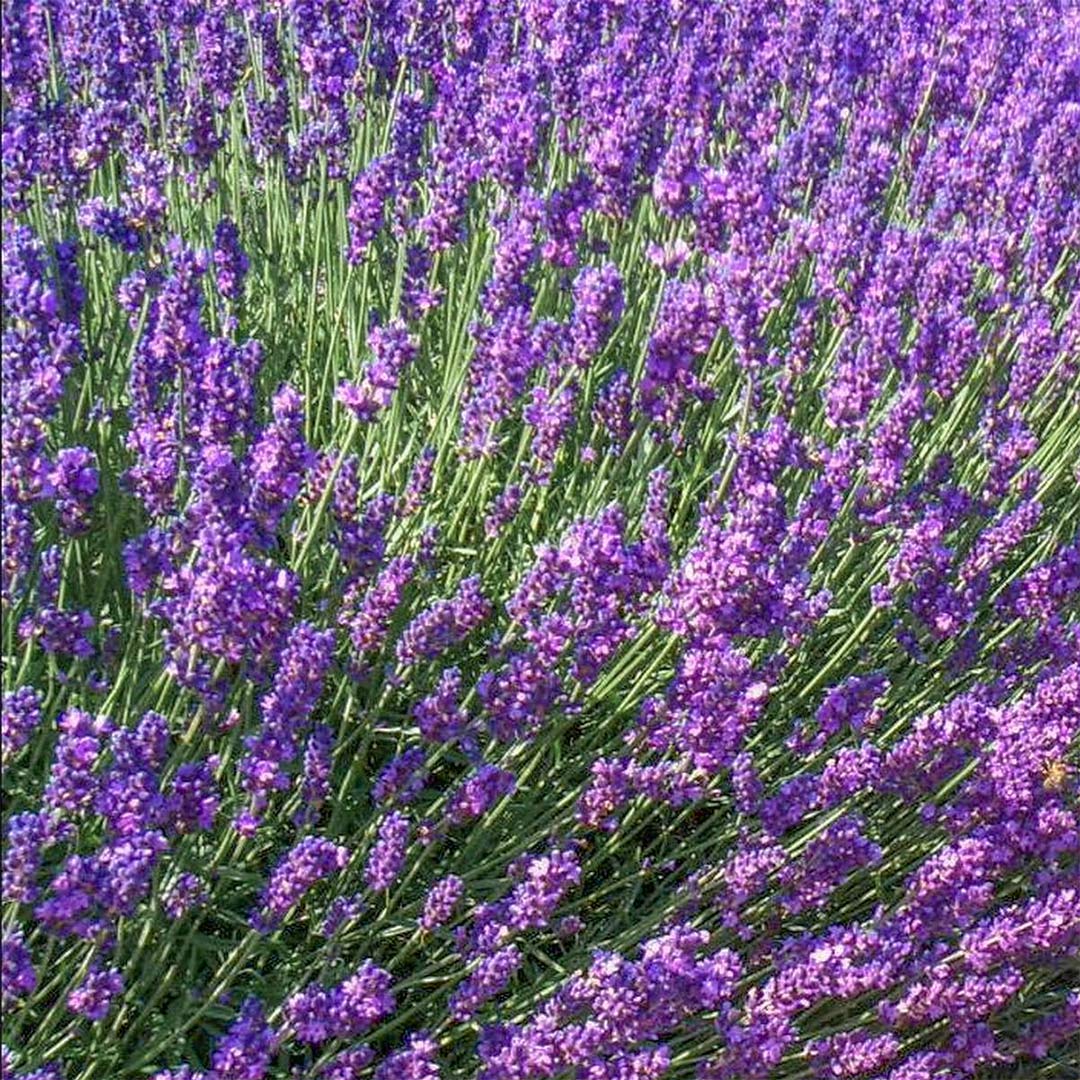 Lavandula angustifolia 'Imperial Gem'