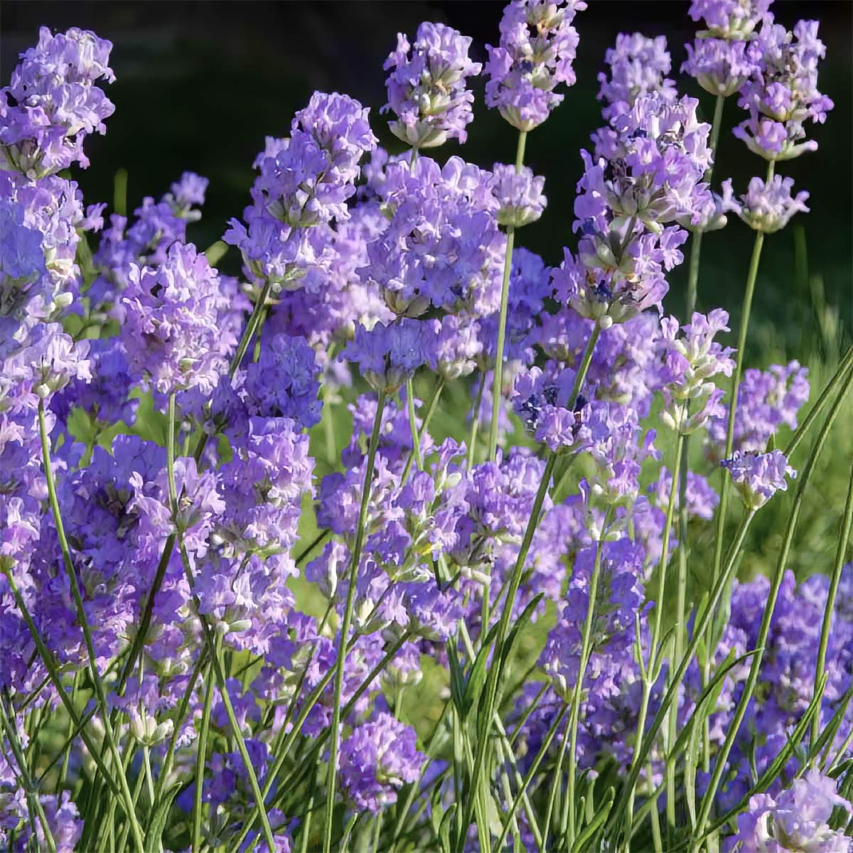 Lavandula angustifolia 'Little Lady'
