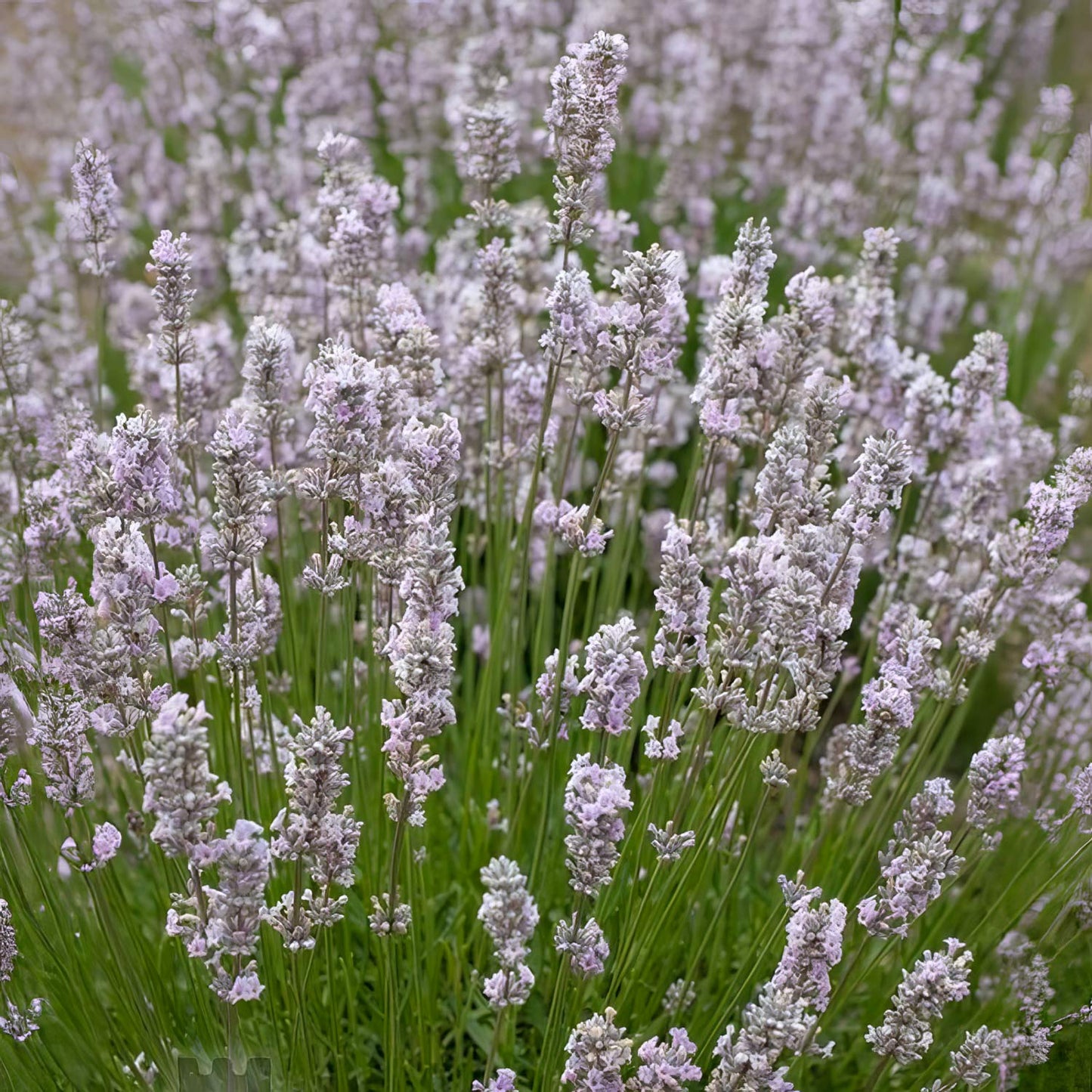 Lavandula angustifolia 'Loddon Pink'