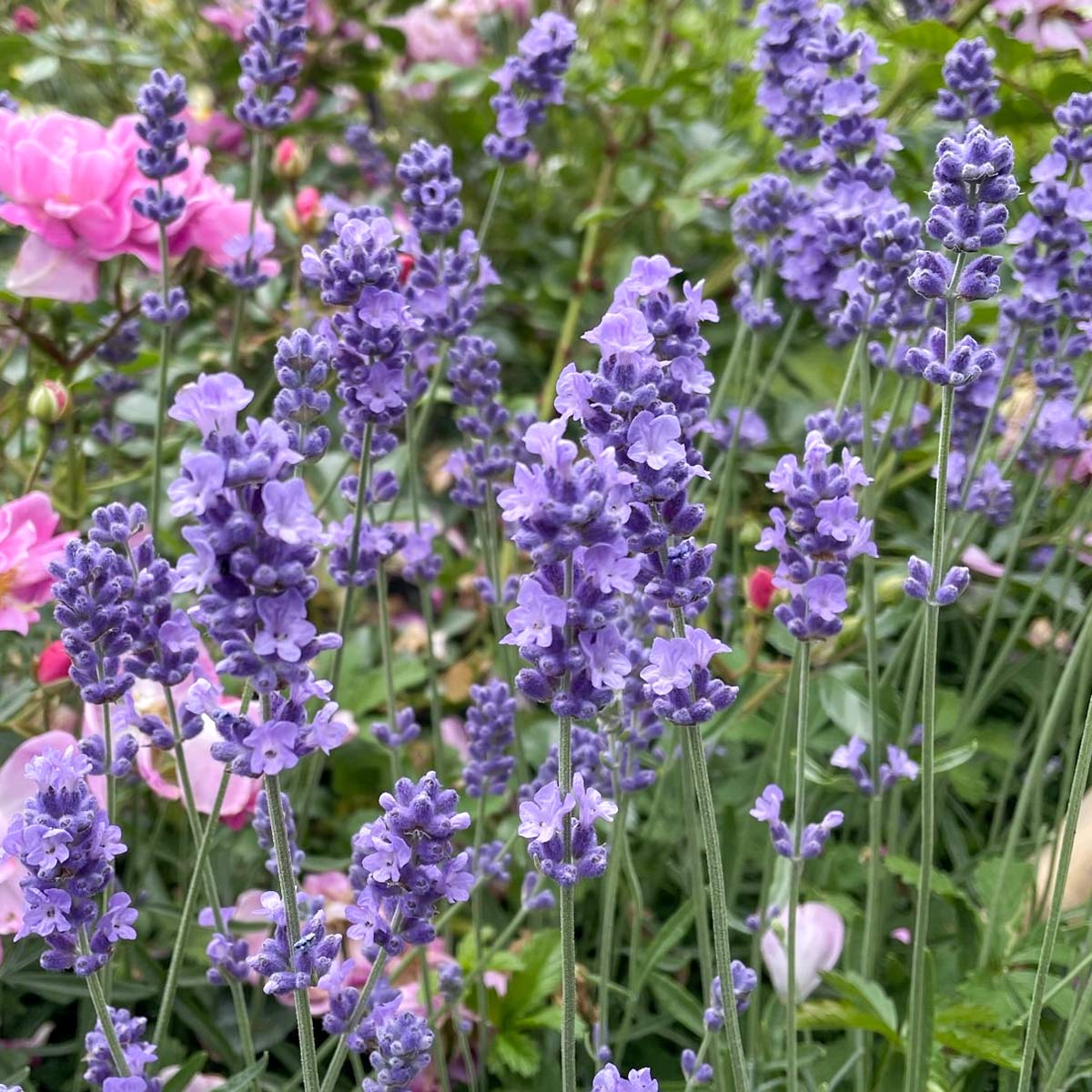 melissa lilac lavender plants Lavandula angustifolia 'Melissa Lilac' – Barnsdale Gardens