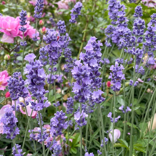 Lavandula angustifolia 'Melissa Lilac'
