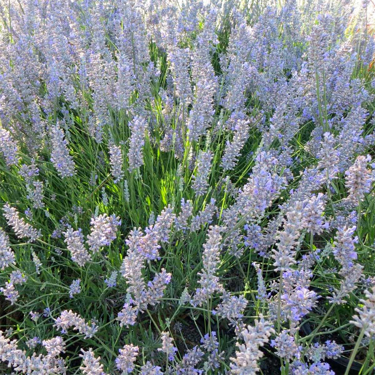Lavandula x intermedia 'Provence'