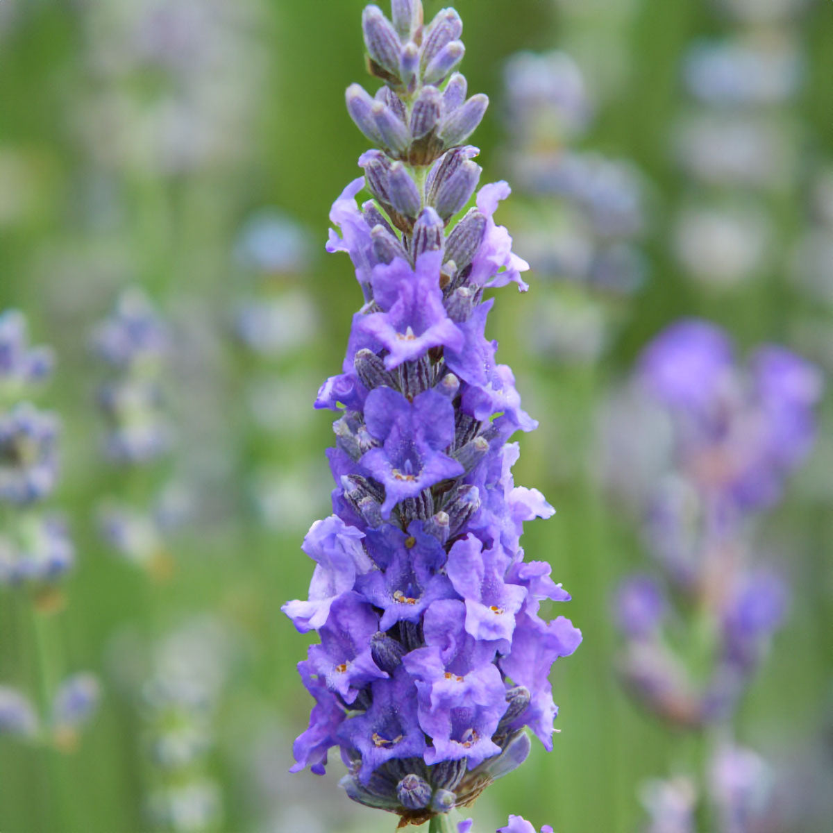 Lavandula x intermedia 'Heavenly Scent'