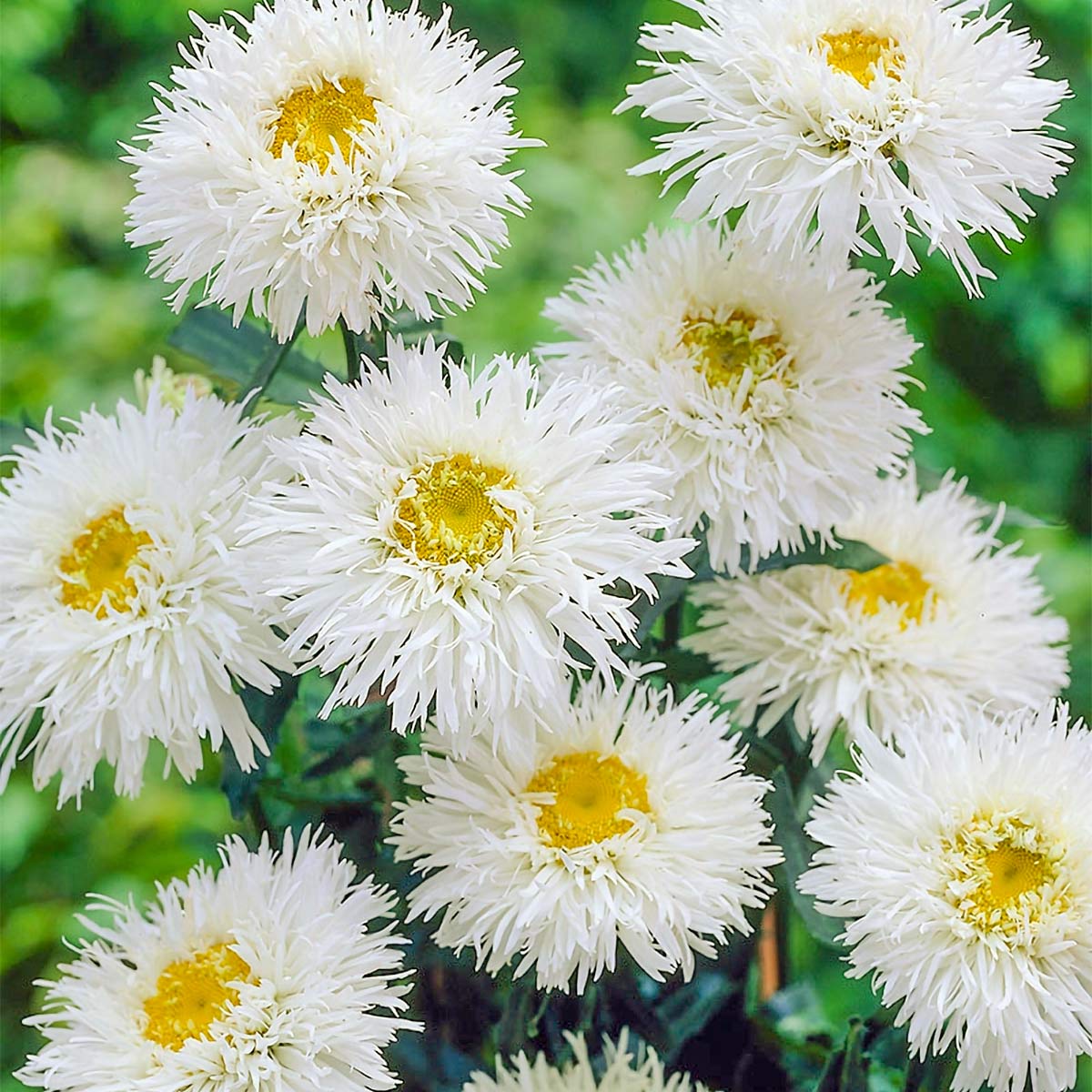 Leucanthemum x superbum 'Aglaia'