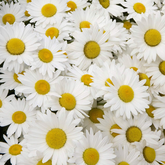 Leucanthemum x superbum 'Snowcap'