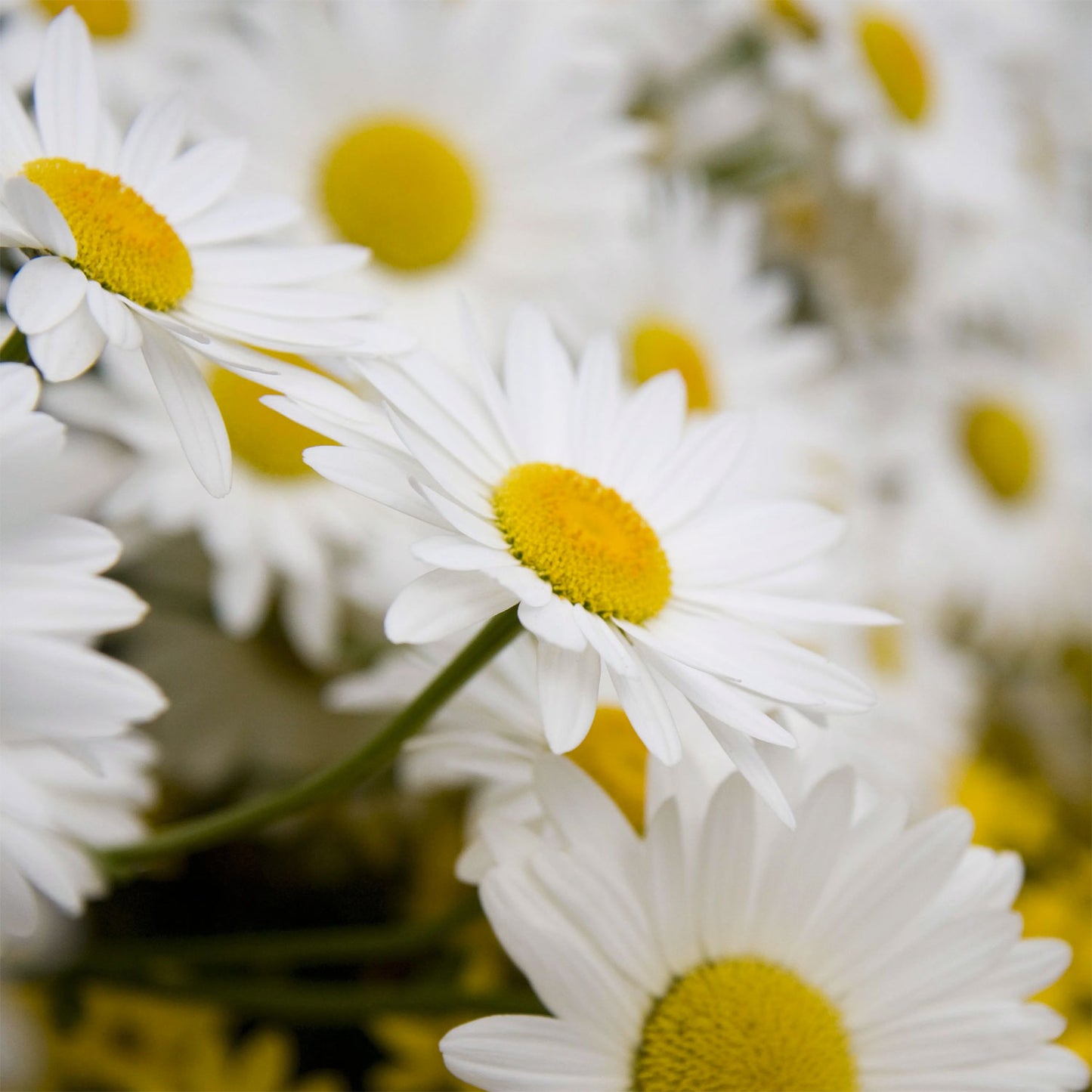 Leucanthemum x superbum 'Snowcap'