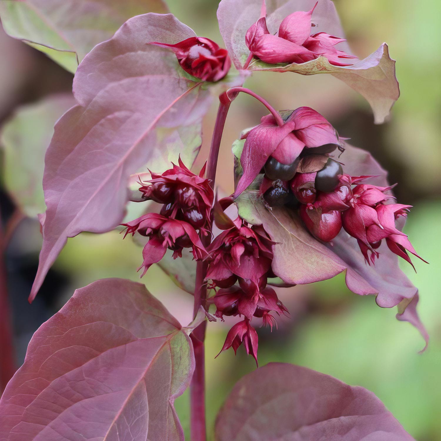 Leycesteria formosa 'Purple Rain'