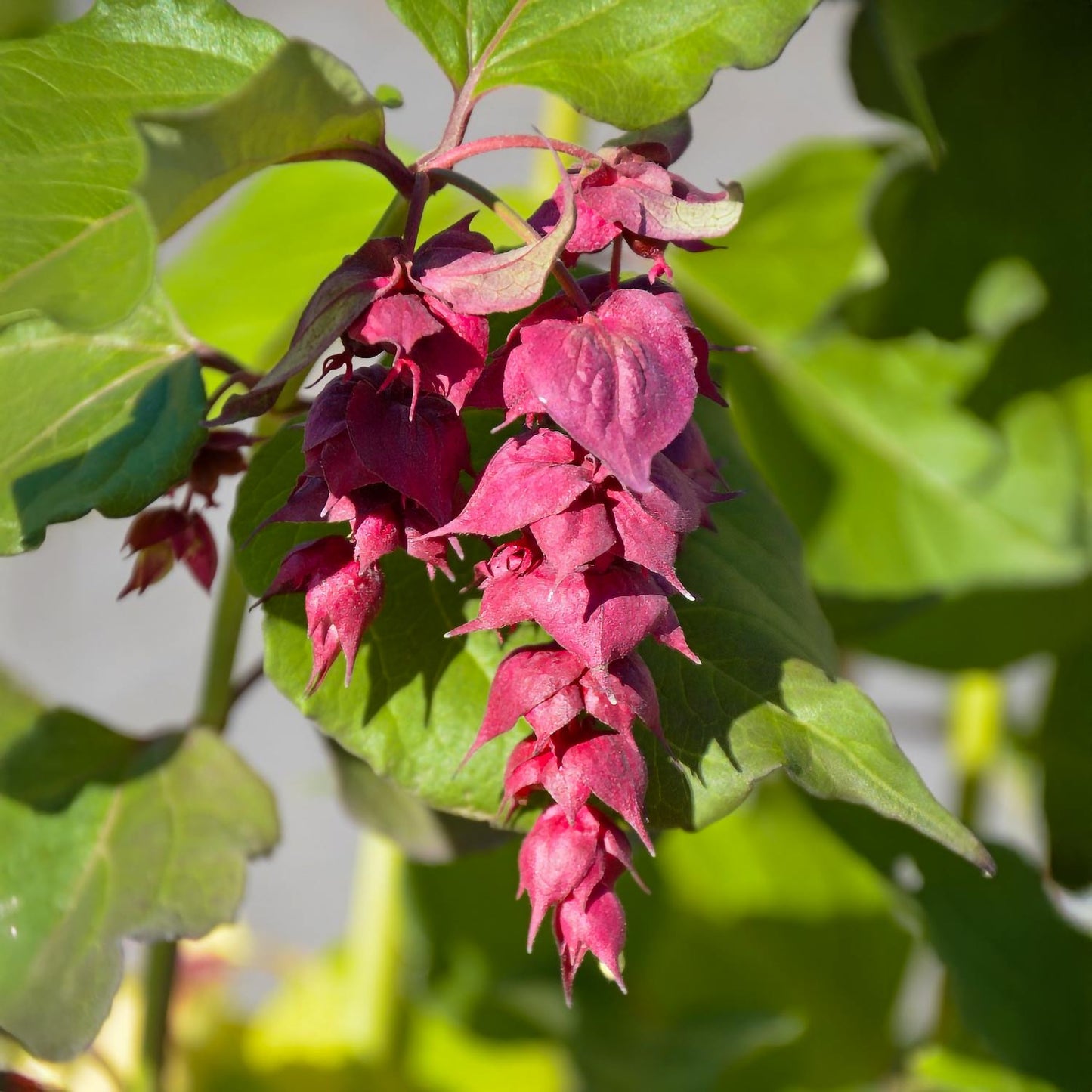 Leycesteria formosa 'Purple Rain'