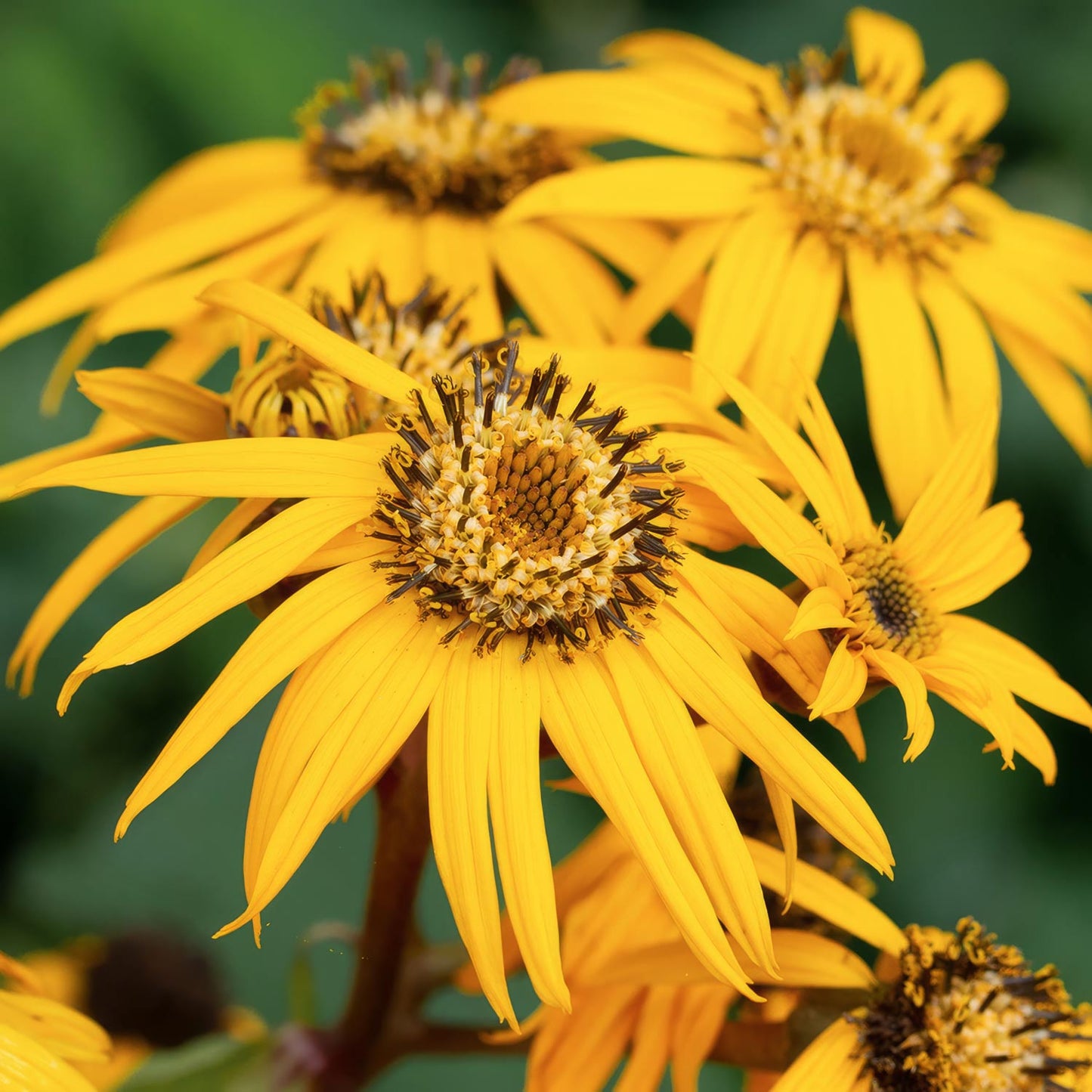 Ligularia dentata 'Desdemona'
