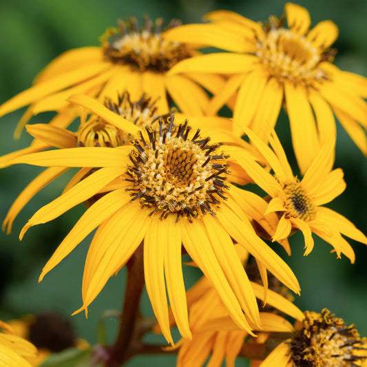 Ligularia dentata 'Desdemona'