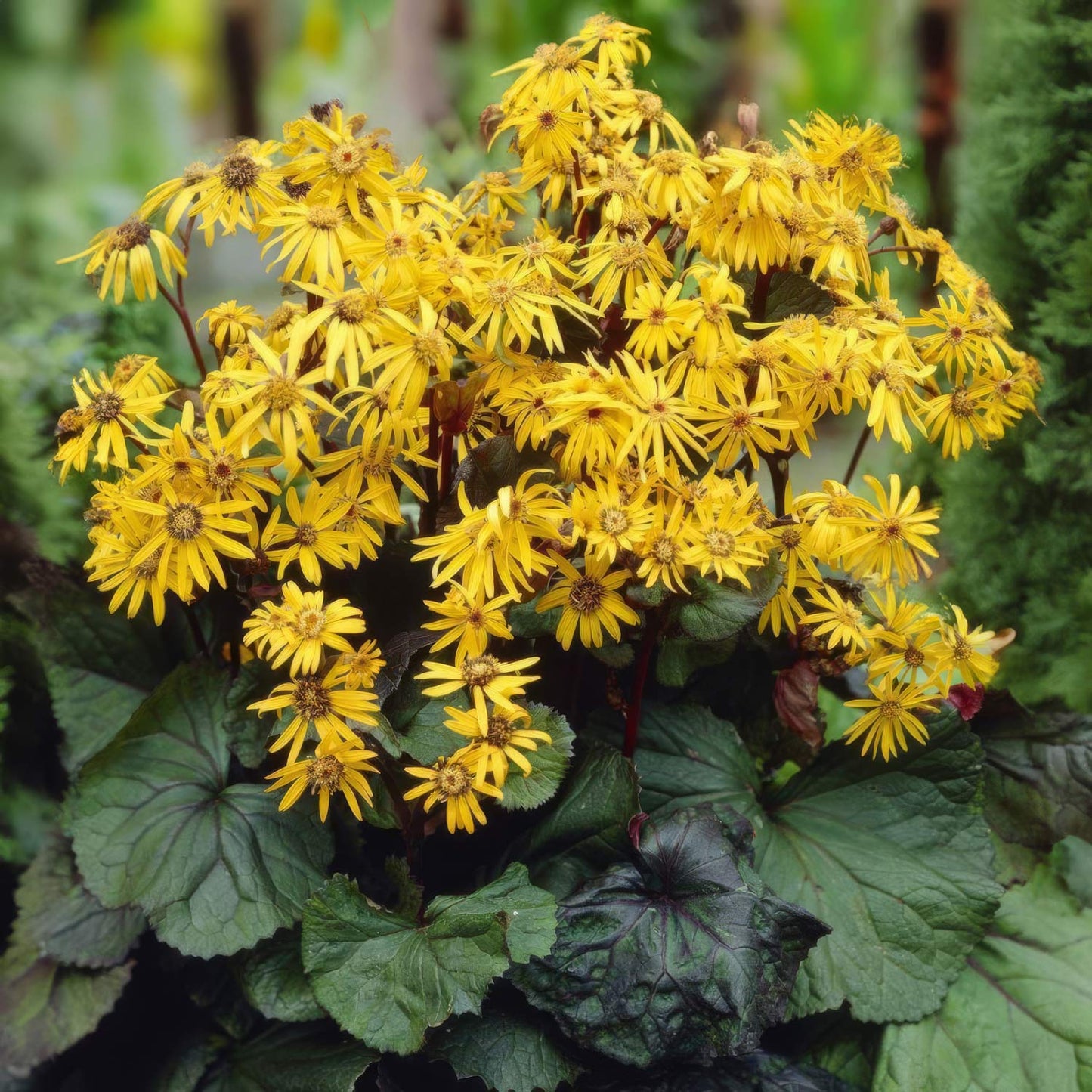 Ligularia dentata 'Desdemona'