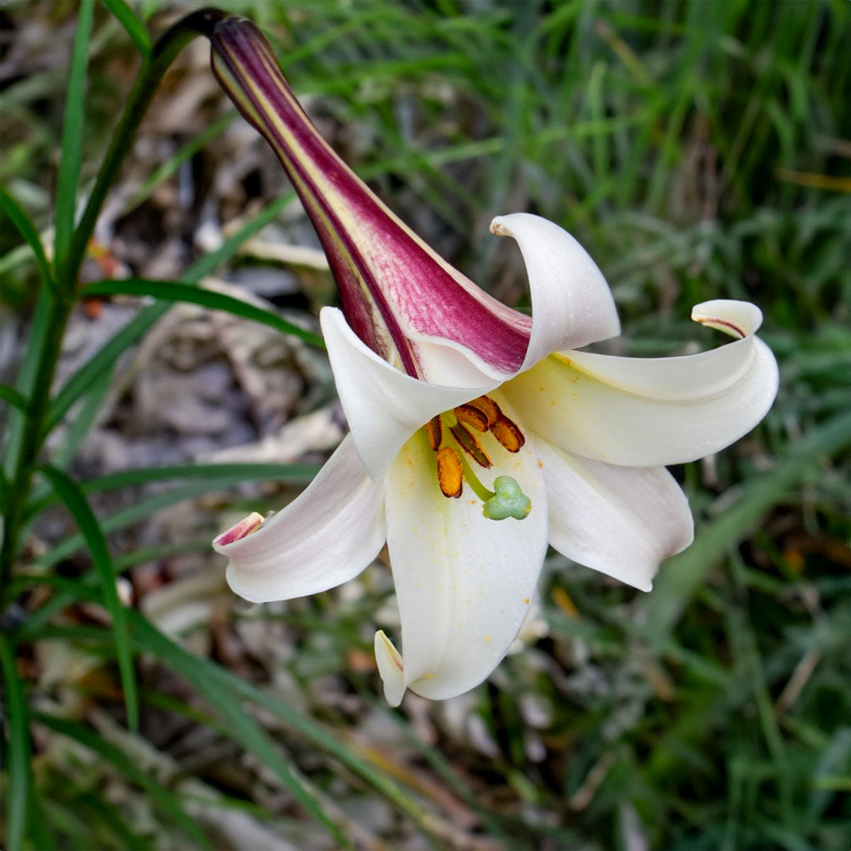 Lilium formosanum var. pricei