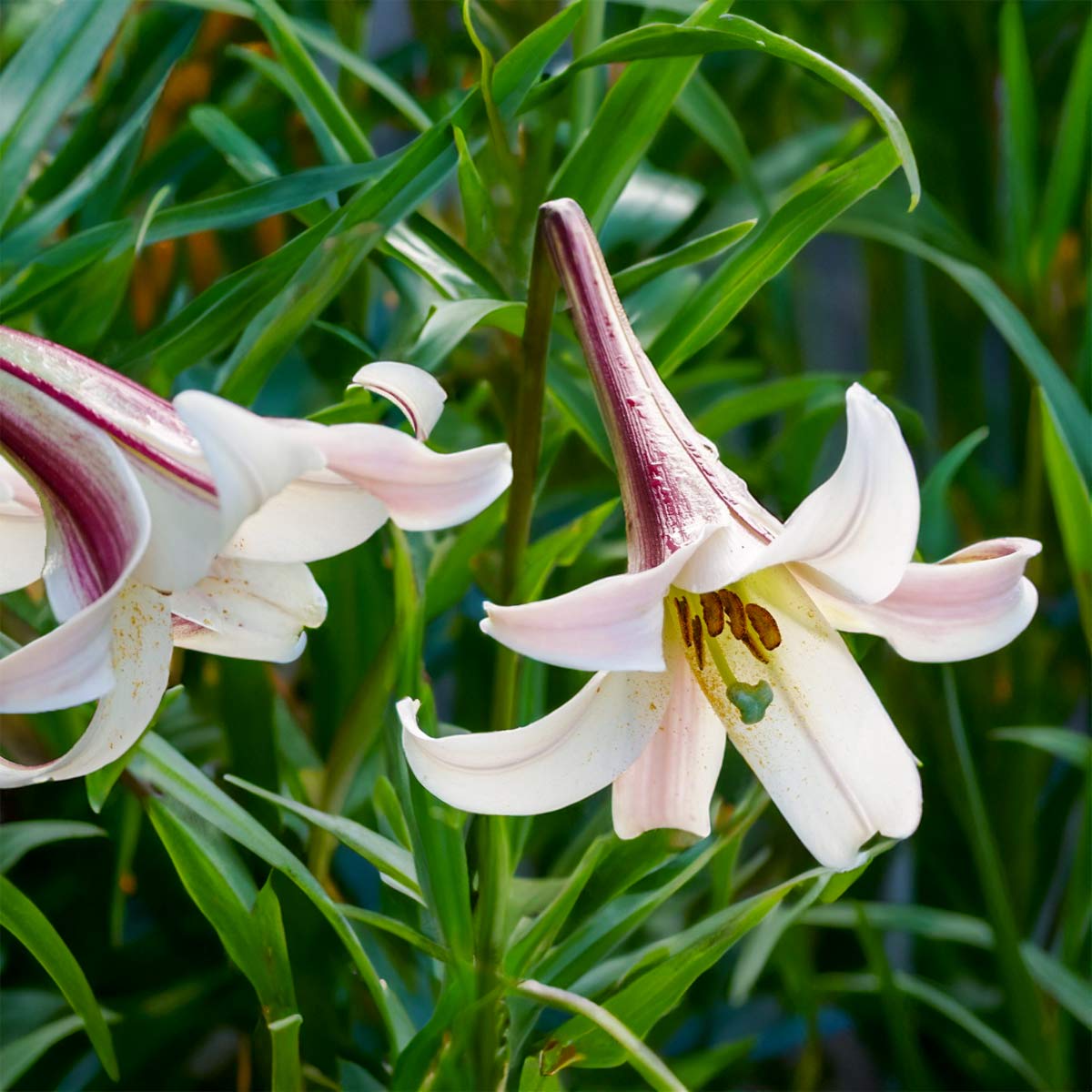 Lilium formosanum var. pricei