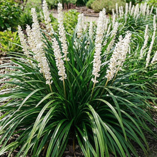 Liriope muscari 'Monroe White'. Plant with white flowers and green leaves in a garden setting