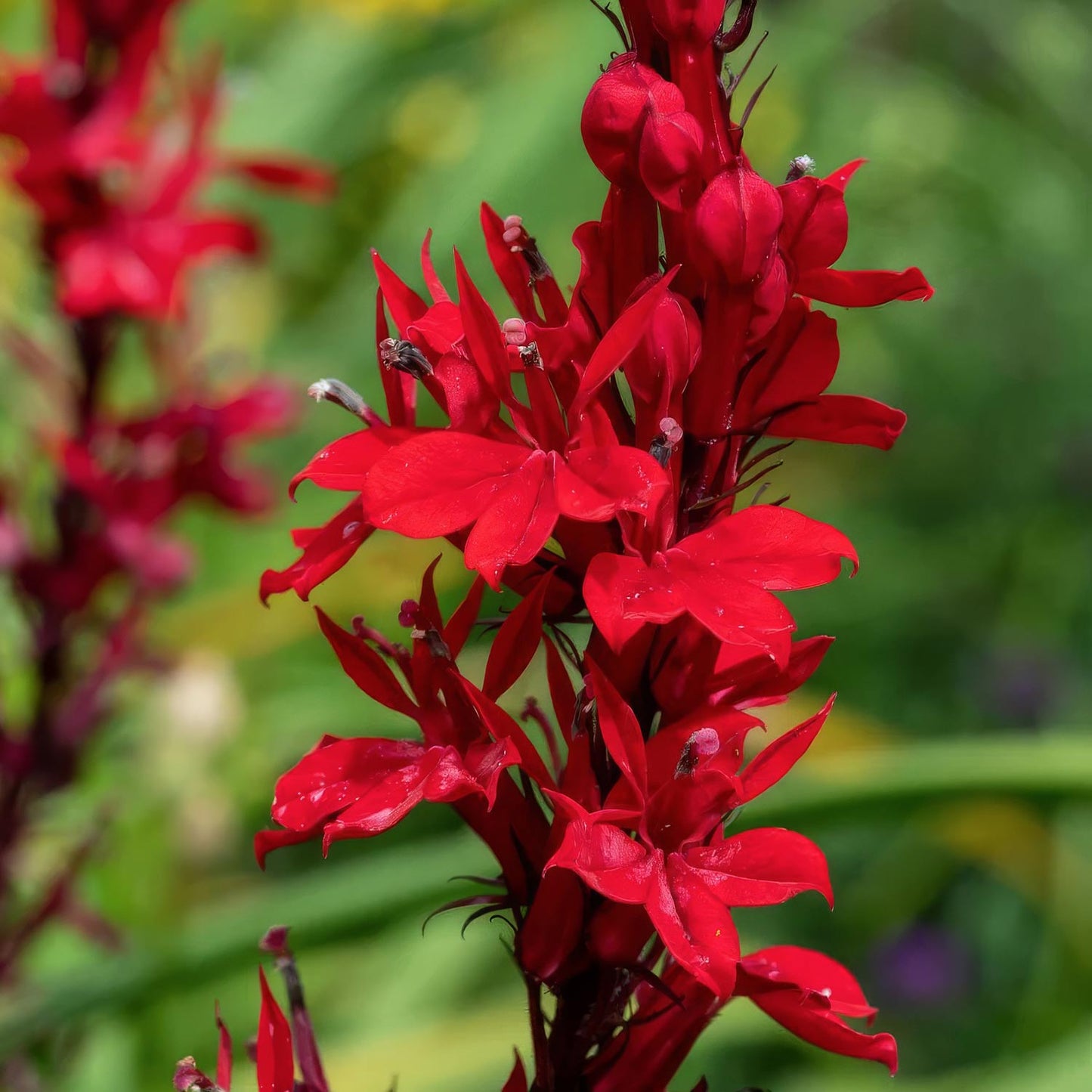 Lobelia cardinalis 'Queen Victoria'