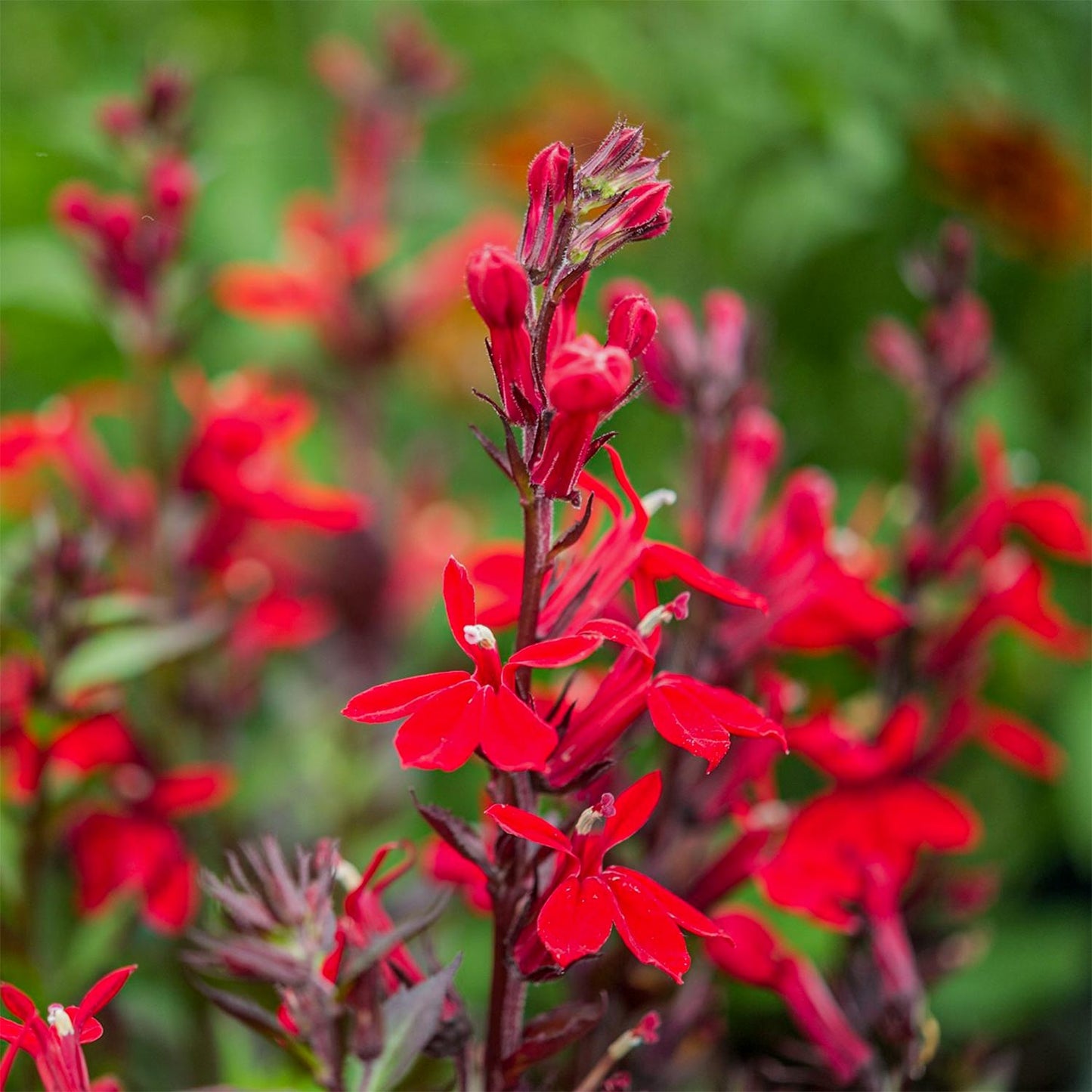Lobelia cardinalis 'Queen Victoria'