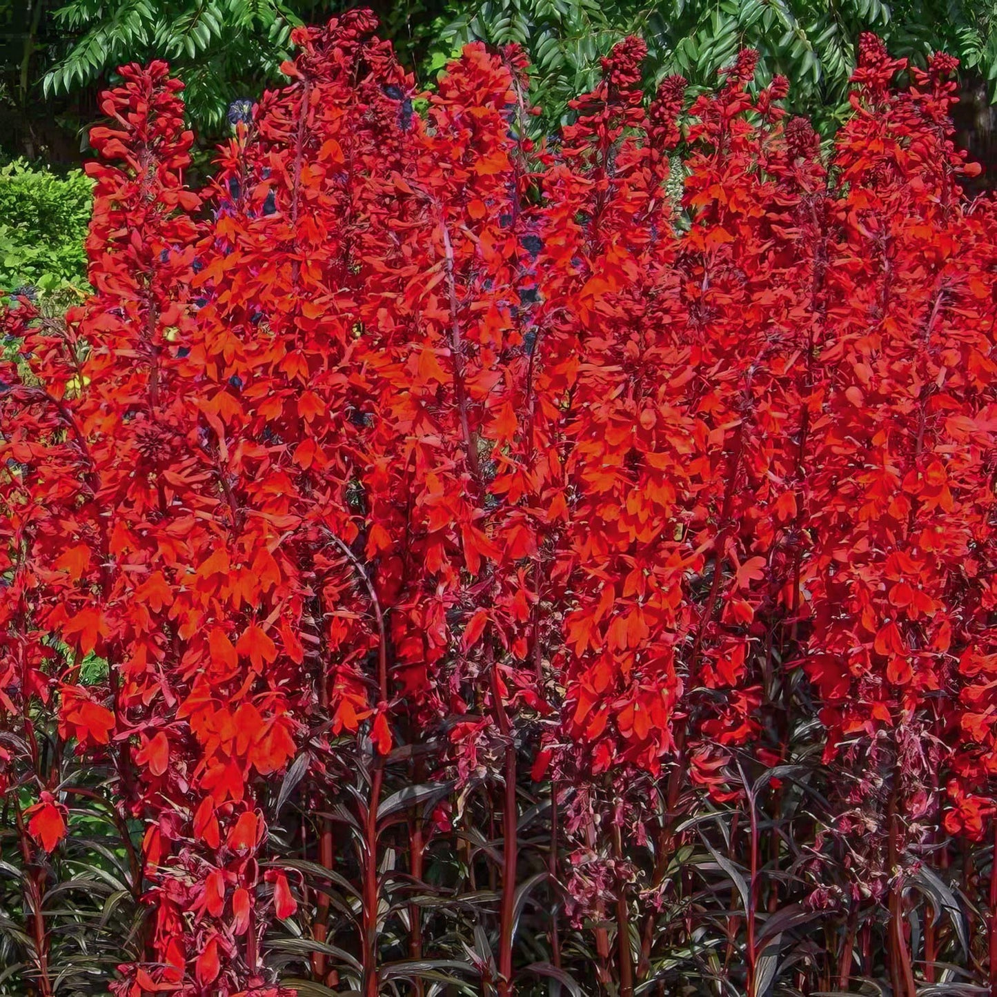 Lobelia cardinalis 'Queen Victoria'