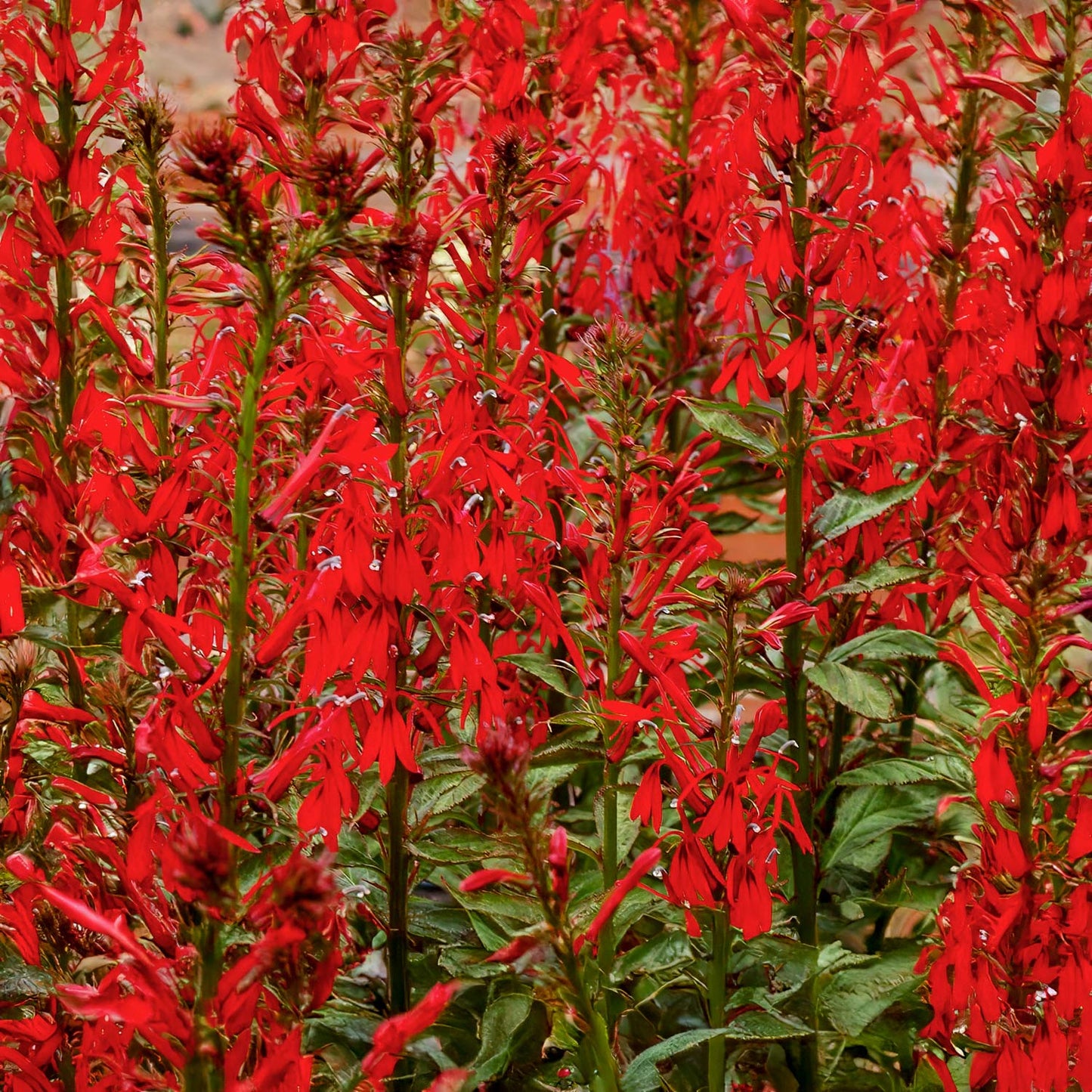 Lobelia x speciosa 'Dark Crusader'