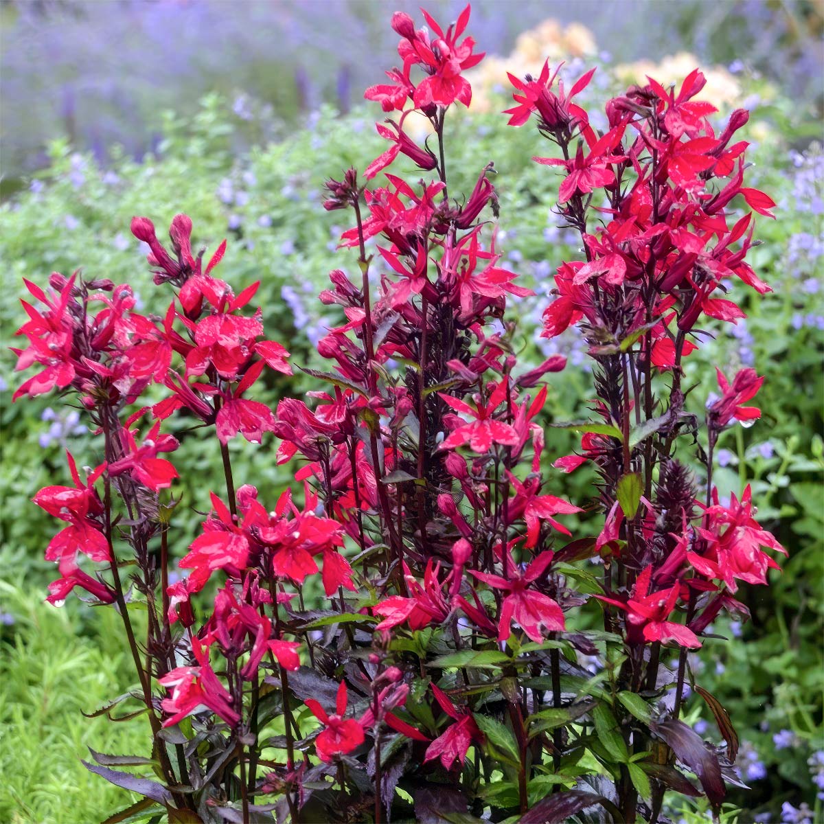 Lobelia speciosa 'Russian Princess'