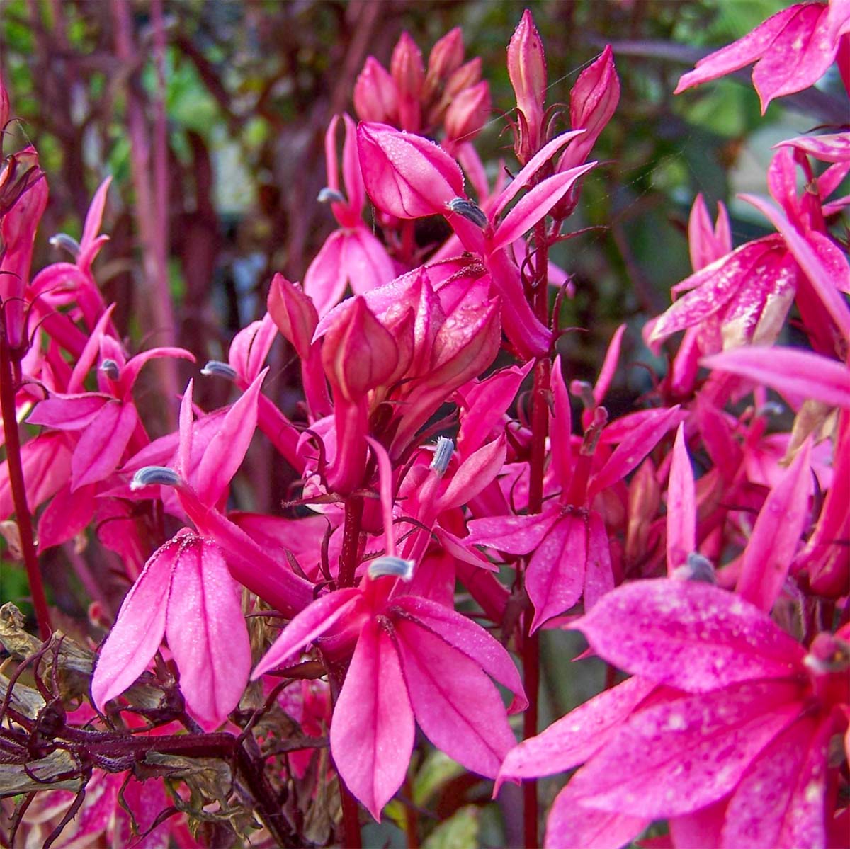Lobelia speciosa 'Russian Princess'