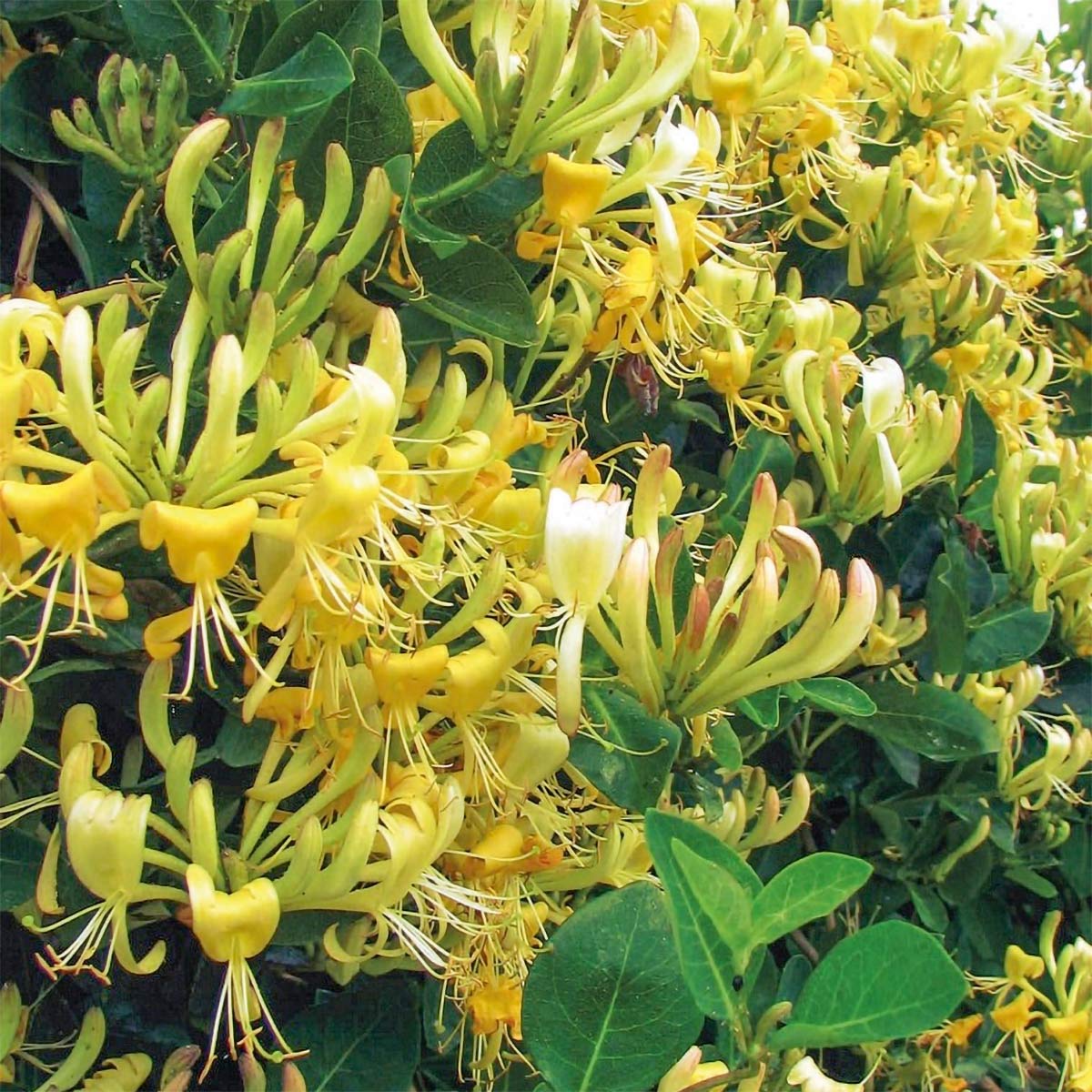 Lonicera periclymenum 'Graham Thomas'