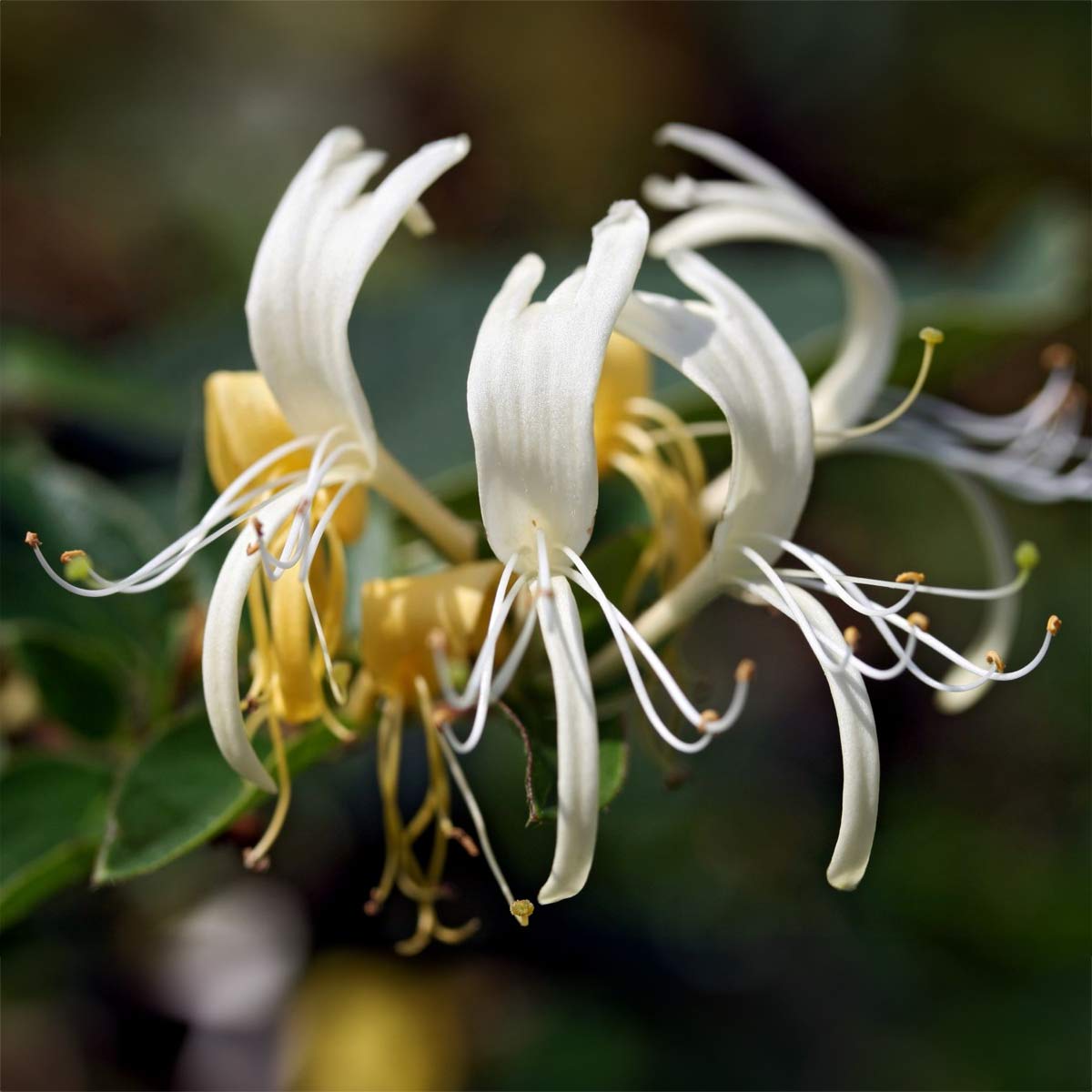 Lonicera periclymenum 'Graham Thomas'