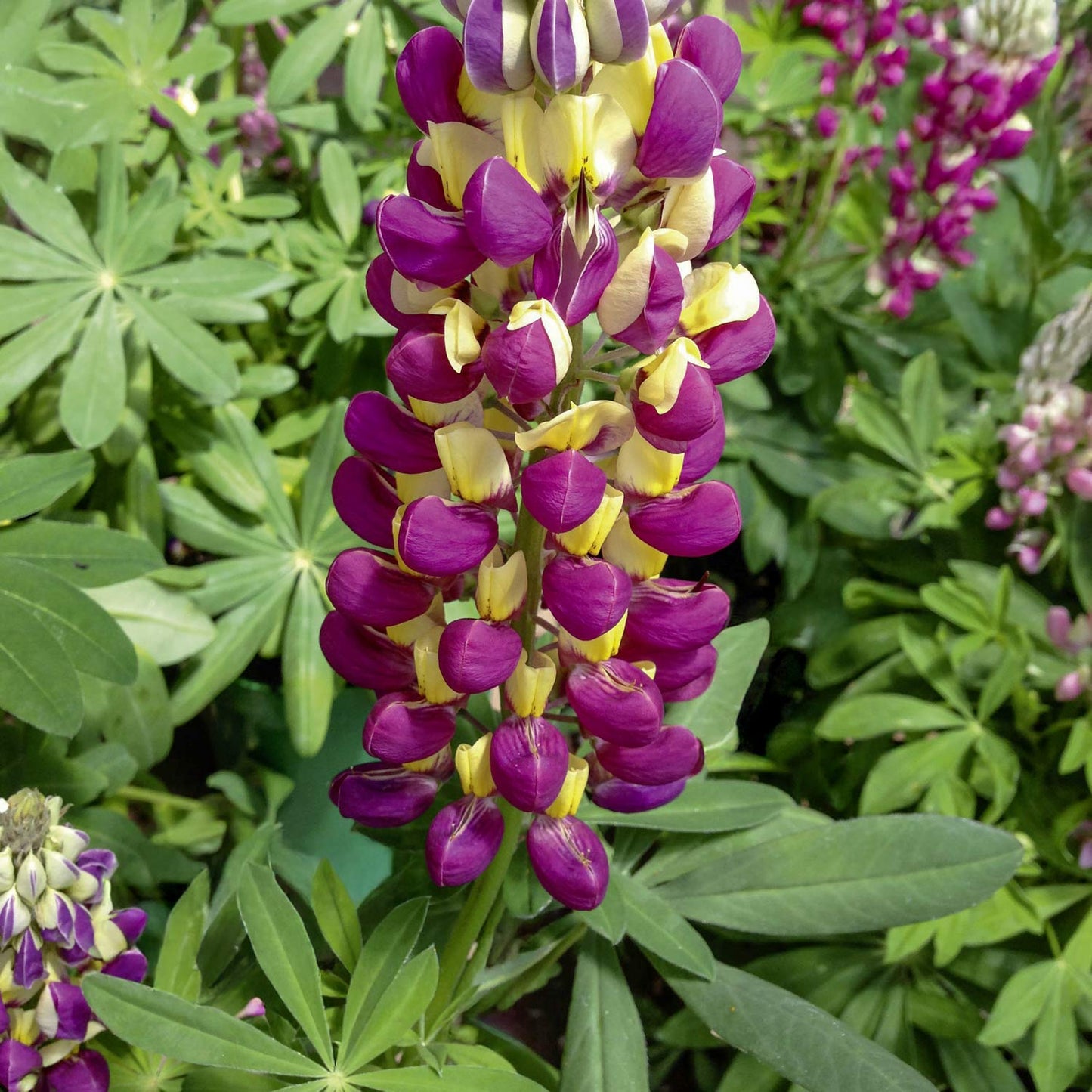 Lupinus 'Manhattan Lights'