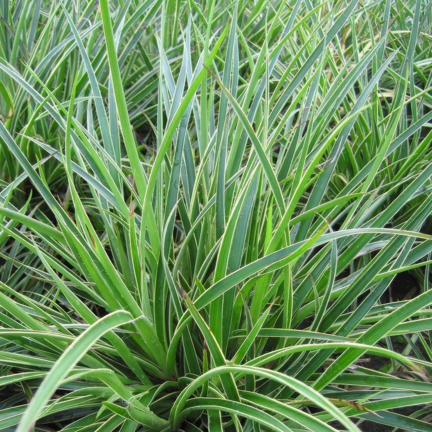 Luzula sylvatica 'Marginata'