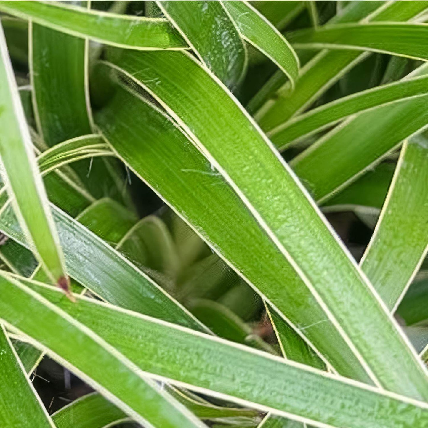 Luzula sylvatica 'Marginata'