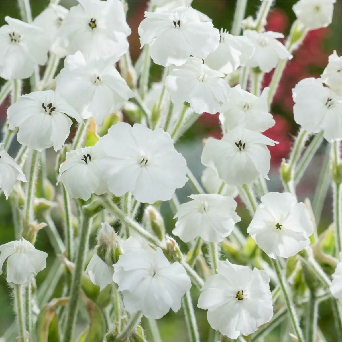Lychnis coronaria 'Alba'