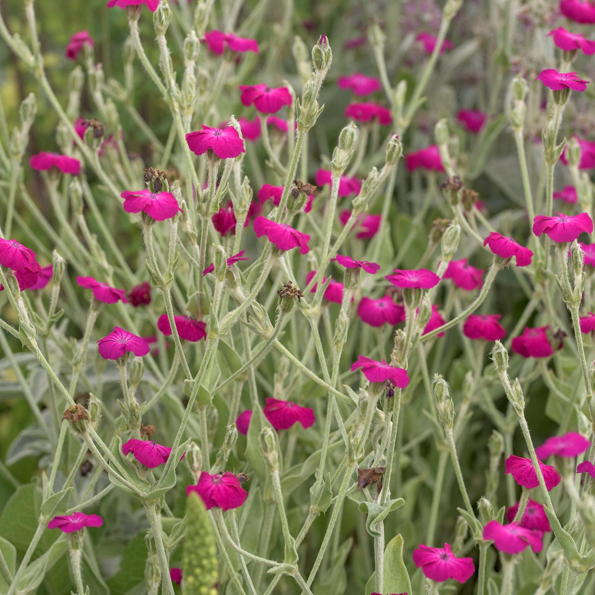 Lychnis coronaria Atrosanguinea Group (Rose Campion)