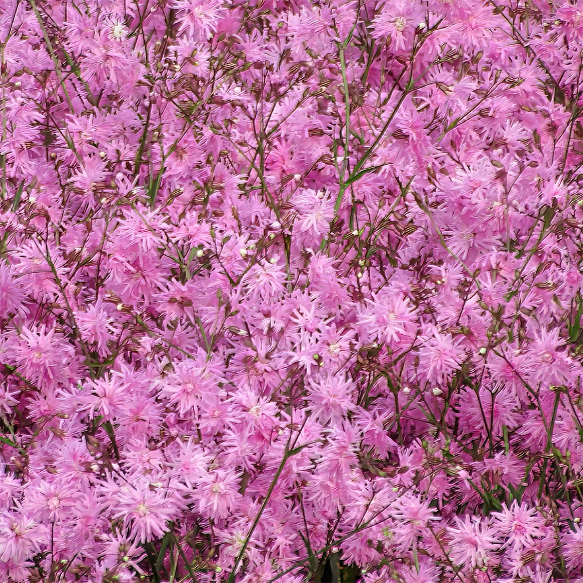 Lychnis flos-cuculi 'Petite Jenny'