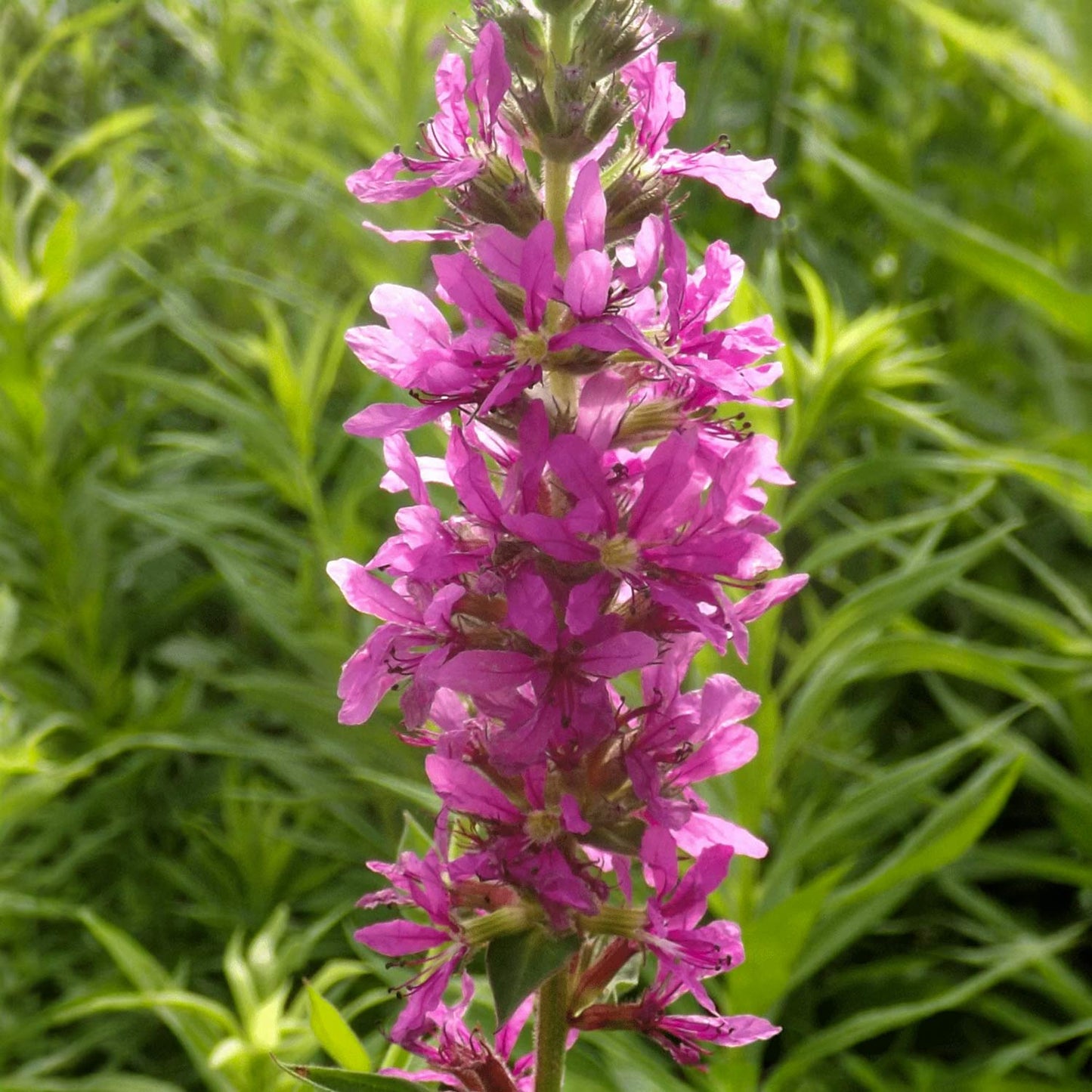 Lythrum virgatum 'The Rocket'