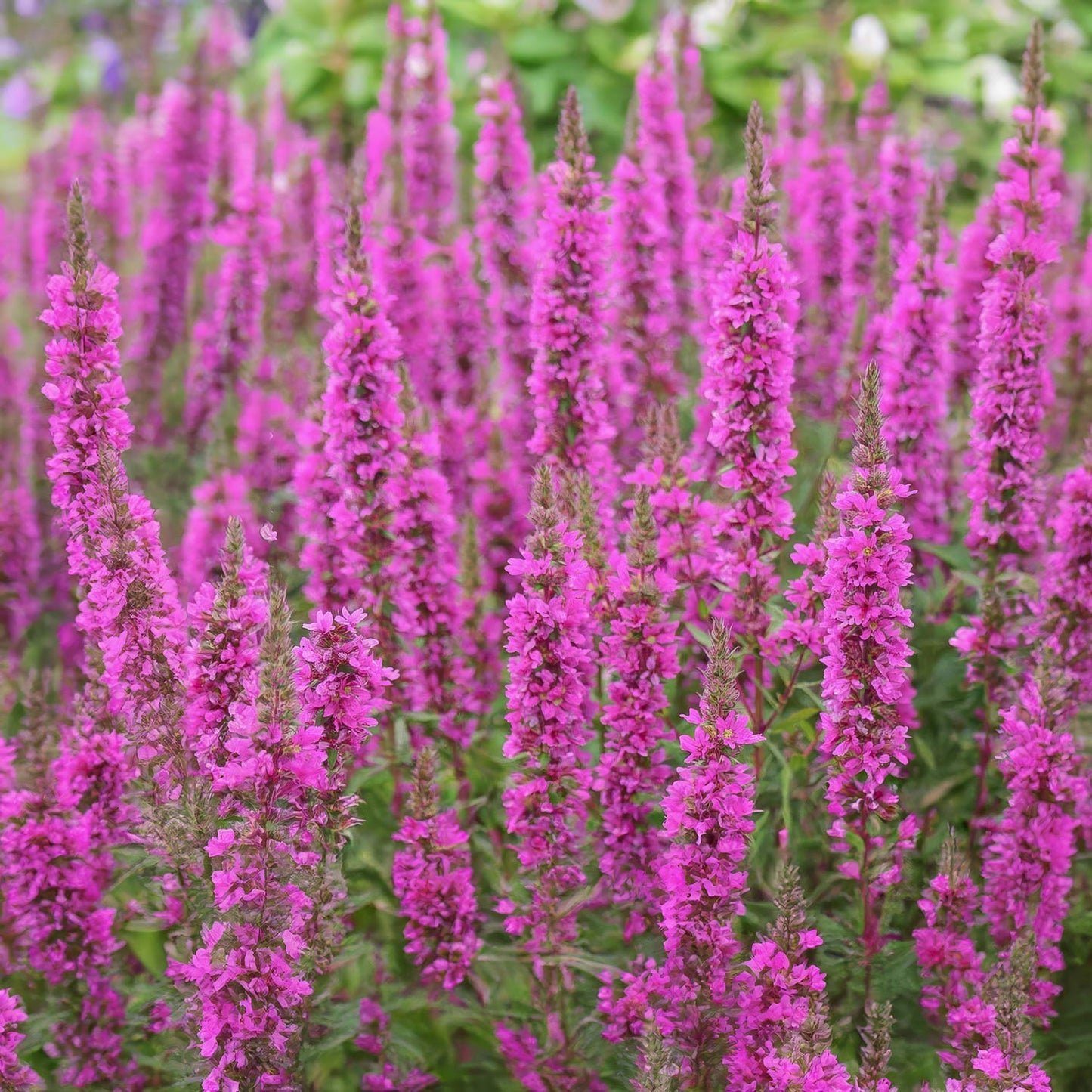 Lythrum virgatum 'The Rocket'
