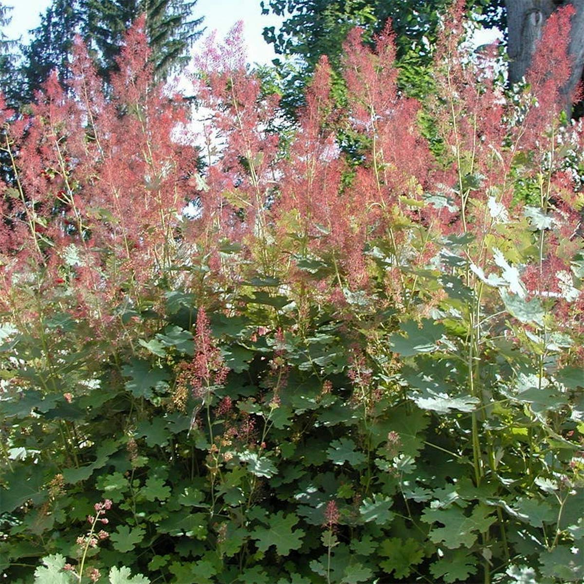 Macleaya microcarpa 'Kelway's Coral Plume'