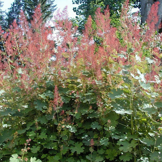 Macleaya microcarpa 'Kelway's Coral Plume'