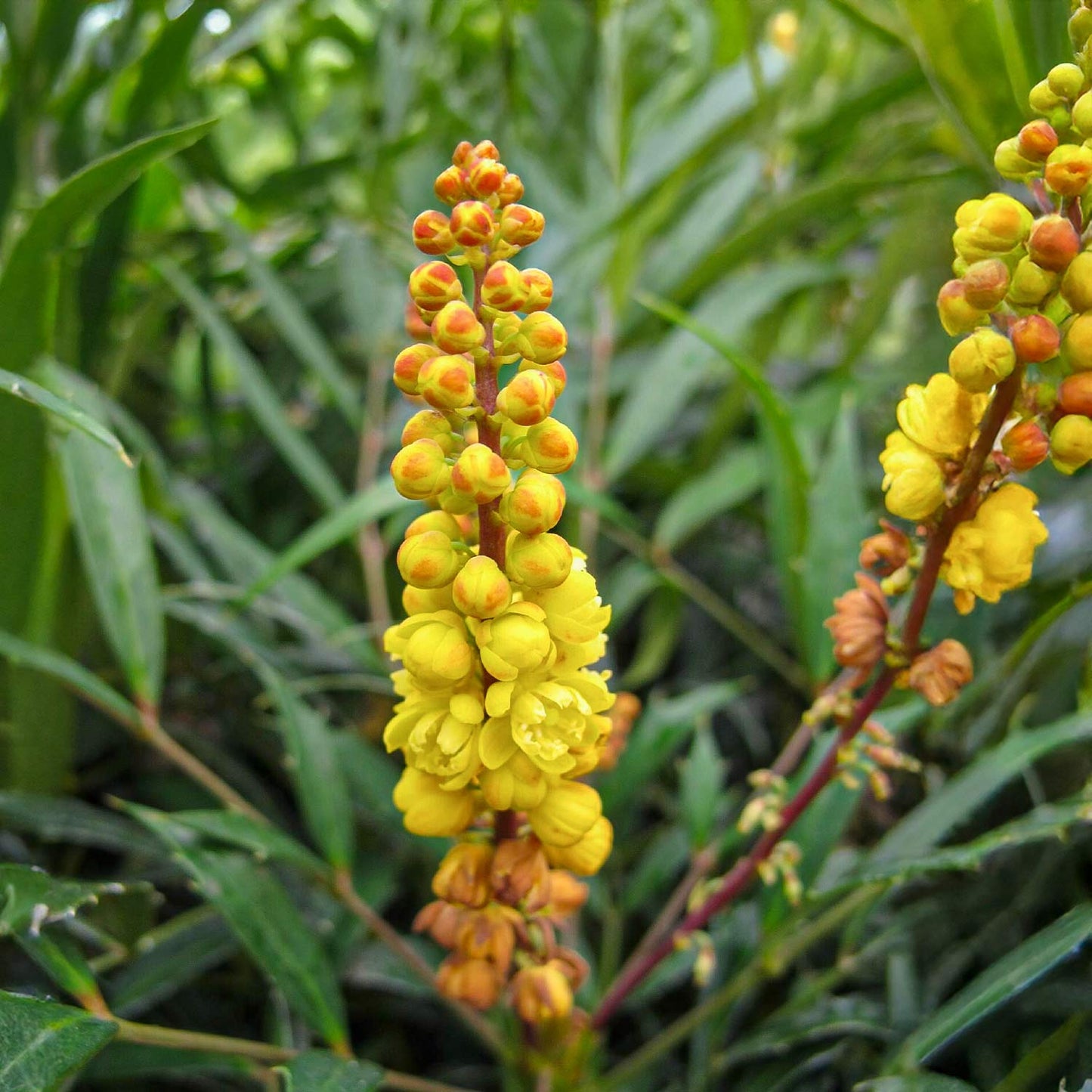 Mahonia eurybracteata 'Sweet Winter'