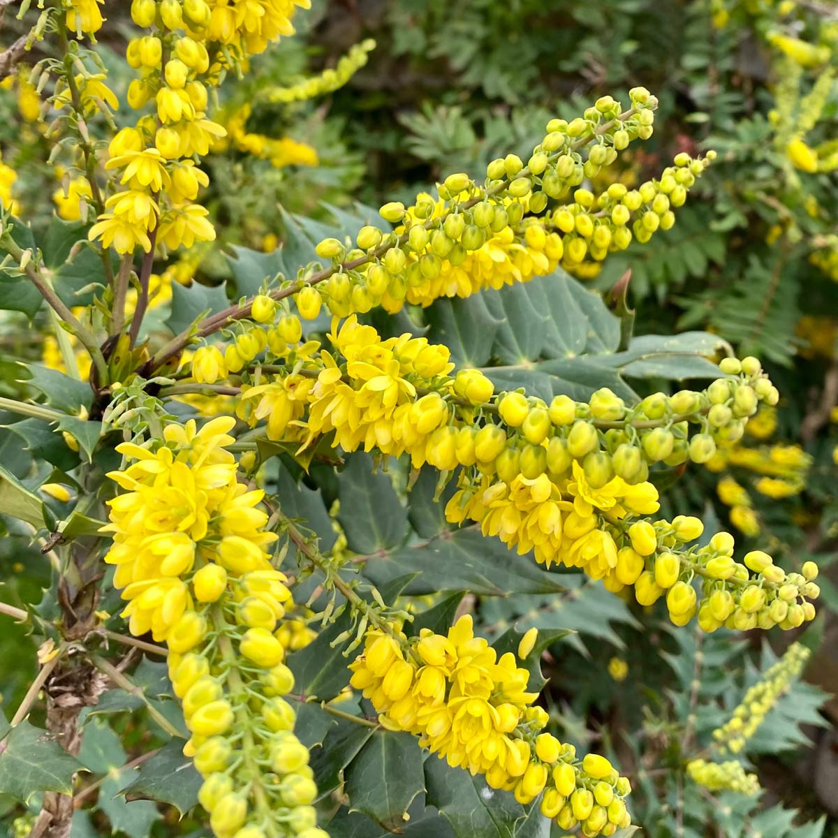 Mahonia x media 'Lionel Fortescue'