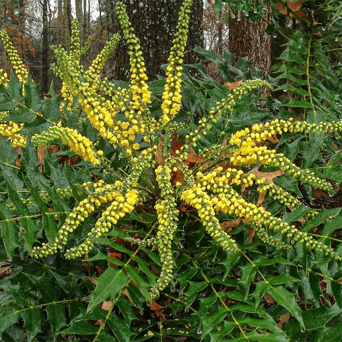 Mahonia x media 'Lionel Fortescue'