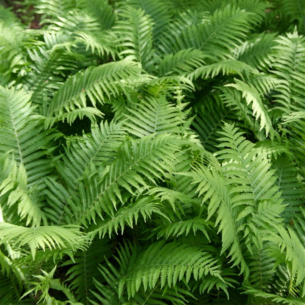 Matteuccia struthiopteris