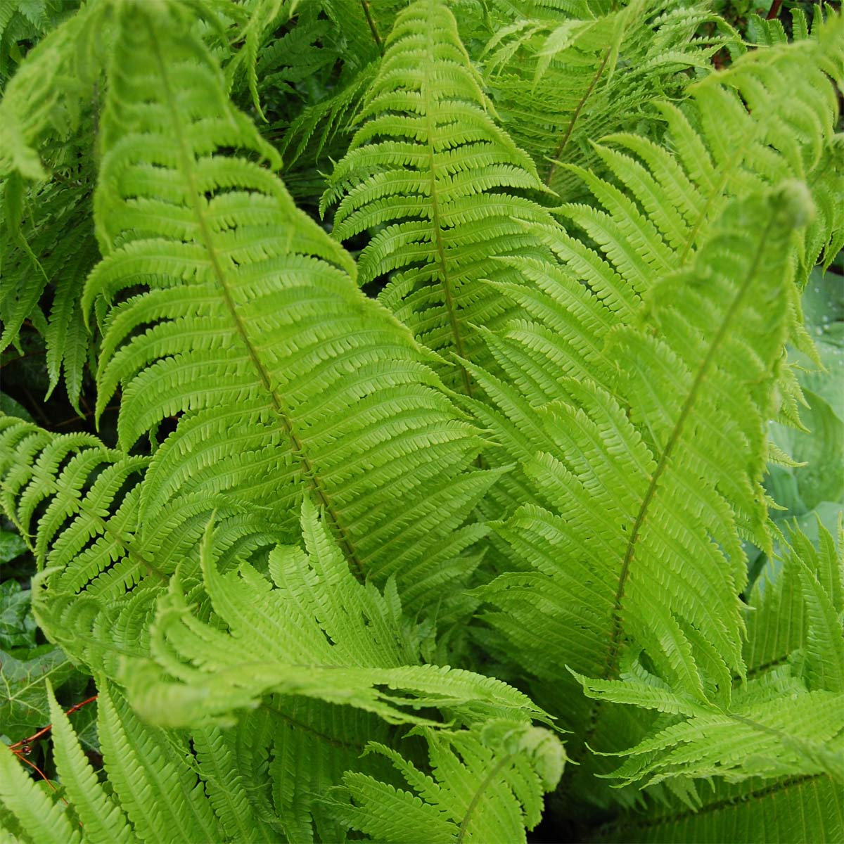 Matteuccia struthiopteris