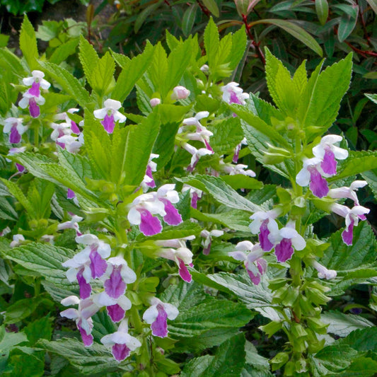 Melittis melissophyllum 'Royal Velvet Distinction'