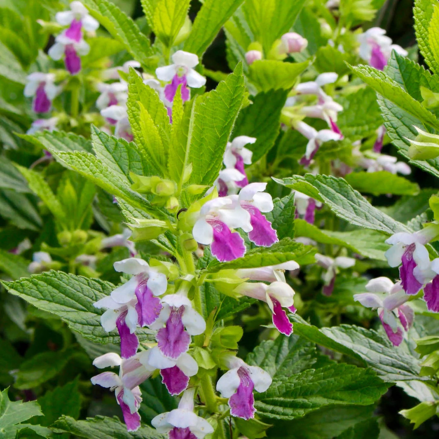 Melittis melissophyllum 'Royal Velvet Distinction'