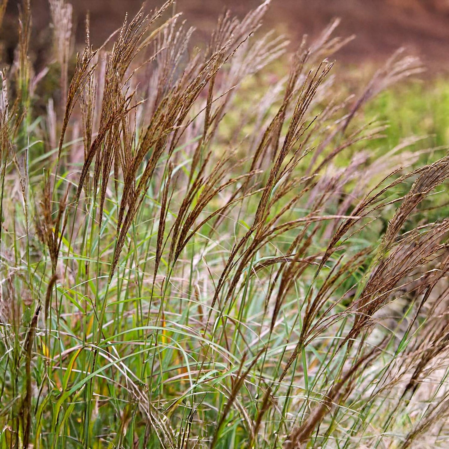 Miscanthus sinensis 'Cute One'
