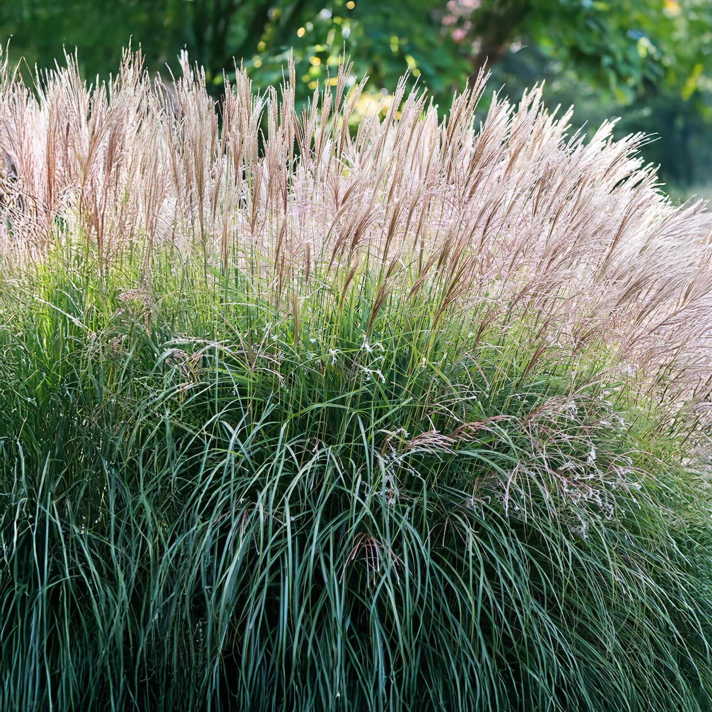 Miscanthus sinensis 'Cute One'