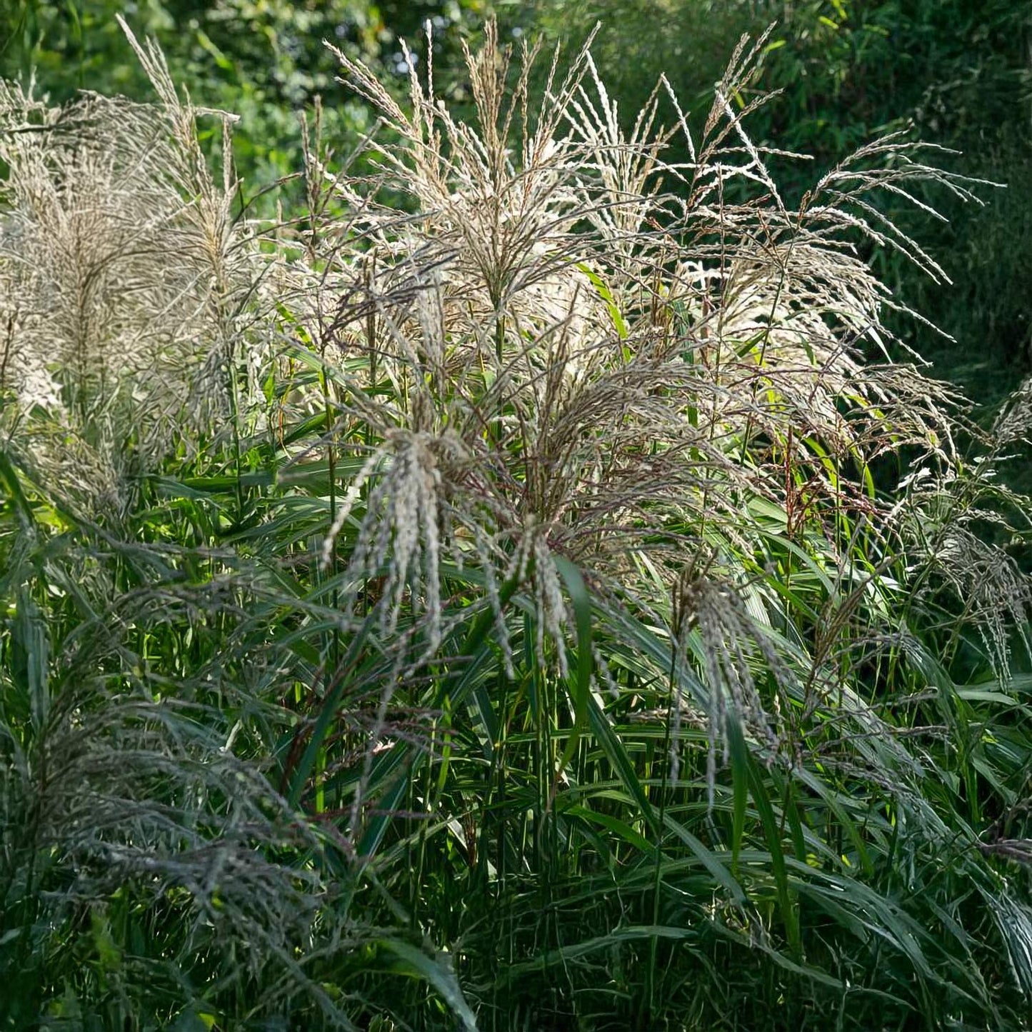 Miscanthus sinensis 'Cute One'