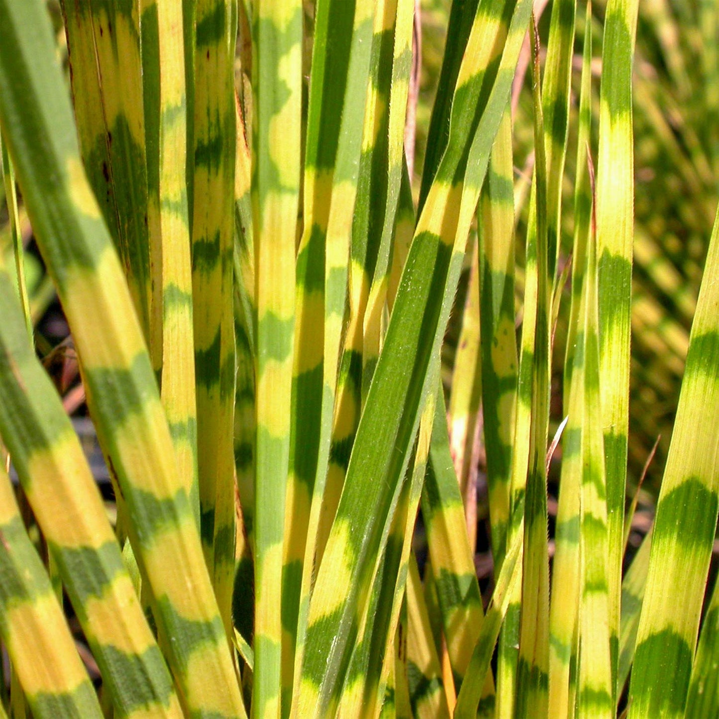 Miscanthus sinensis 'Gold Bar'