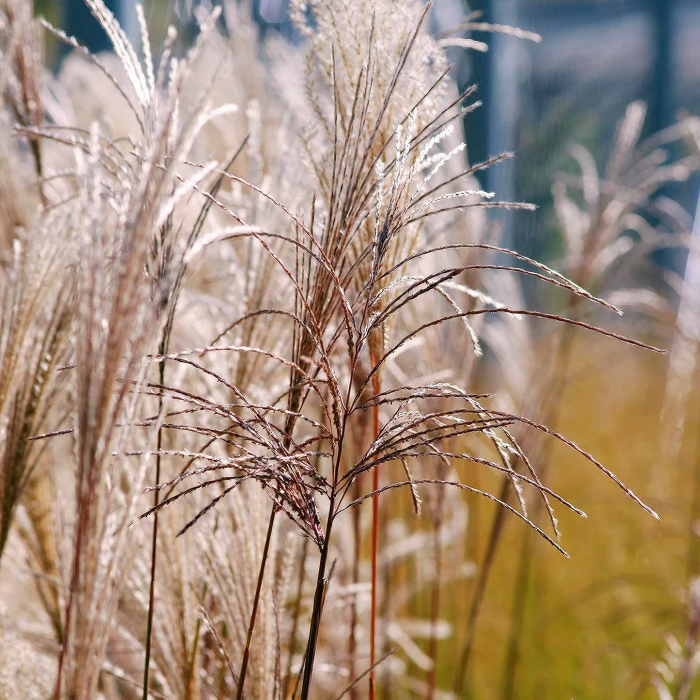 Miscanthus sinensis 'Kleine Silberspinne'